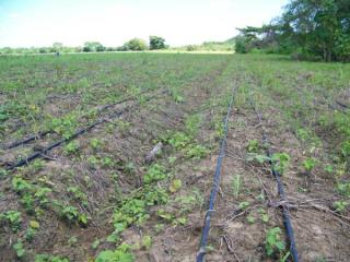agricultura Control de presión para sistemas de riego a goteo con bombas solares
